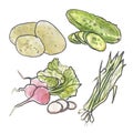 Watercolor set of vegetables. Cucumber, onion, potato and radish Royalty Free Stock Photo