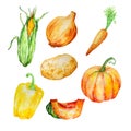 Watercolor set of vegetables