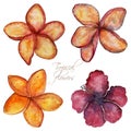 Watercolor set of vintage floral tropical natural elements. Exotic flowers. Botanical bright classic collection isolated