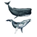 Watercolor set. Whale and sperm whale on a white isolated background Royalty Free Stock Photo