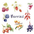 Watercolor set of wild berries: strawberry, blackberry, greenberry, rosehip, raspberry, barberry Royalty Free Stock Photo