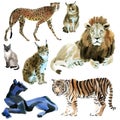 Watercolor set of wild cats
