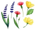 Watercolor set of wild flowers