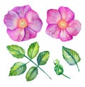 Watercolor set with wild rose Royalty Free Stock Photo