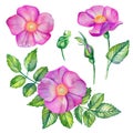 Watercolor set with wild rose Royalty Free Stock Photo