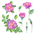 Watercolor set with wild rose Royalty Free Stock Photo