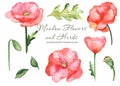 Watercolor set with wildflowers poppies, leaves, flowers. Flower botanical set on a white background.