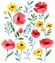 watercolor set with wildflowers. red and yellow poppies on a white background, abstract print Royalty Free Stock Photo