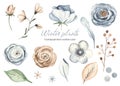 Watercolor set with winter christmas flowers, leaves, berries Royalty Free Stock Photo