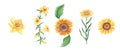 Watercolor set of yellow flowers. Narcissus, sunflower, yellow bell, xanthisma, ursinia. Hand drawn botanical Royalty Free Stock Photo