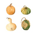 Watercolor set of yellow and green pumpkins isolated on white Royalty Free Stock Photo