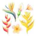 Watercolor set of yellow, red and white tropical flowers