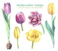 Watercolor set of yellow, violet and pink tulips.