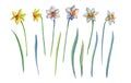 Watercolor set of yellow and white daffodils. Watercolor illustration Isolated on a white background. Royalty Free Stock Photo