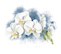 Watercolor several heads flowers of white orchid