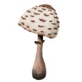 Watercolor shaggy parasol mushroom illustration. Macrolepiota procera fungus. Hand drawn clipart