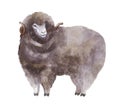 Watercolor sheep, hand drawn cute illustration. Creative farm animals.