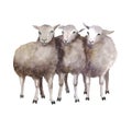 Watercolor sheep, hand drawn cute illustration. Creative farm animals.