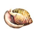 Watercolor Shell