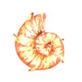 Watercolor shell on a white background