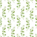 Watercolor Shepherd's purse, Capsella bursa-pastoris. Hand-drawn seamless pattern, for design.