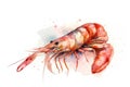 Watercolor shrimp illustration on white background Royalty Free Stock Photo