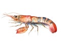 Watercolor shrimp illustration on white background Royalty Free Stock Photo