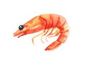 A watercolor shrimp isolated on white background Royalty Free Stock Photo