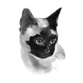 Watercolor Siamese Cat Hand Drawn Pet Portrait Illustration isolated on white Royalty Free Stock Photo