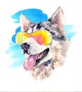 Watercolor siberian husky dog in cool sun glasses Royalty Free Stock Photo