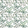 Watercolor silver dollar eucalyptus big seamless pattern. Hand painted beautiful eucalyptus branch isolated on white