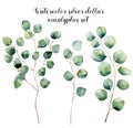 Watercolor silver dollar eucalyptus set. Hand painted floral illustration with round leaves and branches isolated on Royalty Free Stock Photo