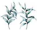 Watercolor silver eucalyptus set. Hand painted seeded eucalyptus branch with leaves isolated on white background. Floral