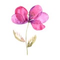 Watercolor simple flowers with overlapping translucent petals