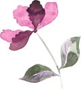 Watercolor simple flowers with overlapping translucent petals