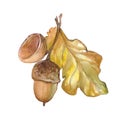 Watercolor single acorn isolated