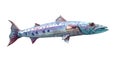 Watercolor single Barracuda fish animal isolated Royalty Free Stock Photo