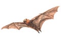 Watercolor single Bat animal isolated