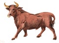 Watercolor single bull animal isolated Royalty Free Stock Photo