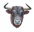 Watercolor single bull animal isolated Royalty Free Stock Photo