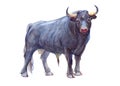 Watercolor single bull animal Royalty Free Stock Photo