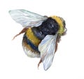 Watercolor single bumblebee insect animal