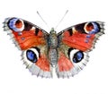 Watercolor single butterfly insect animal