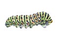 Watercolor single caterpillar insect animal Royalty Free Stock Photo