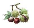 Watercolor single chestnut isolated