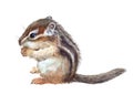 Watercolor single chipmunk animal