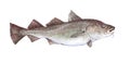 Watercolor single cod fish animal isolated