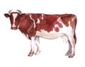 Watercolor single cow animal Royalty Free Stock Photo