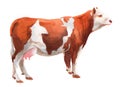 Watercolor single cow animal isolated Royalty Free Stock Photo