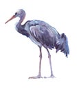 Watercolor single crane animal isolated Royalty Free Stock Photo